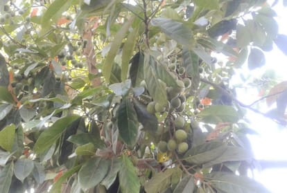 Hamirpur farmer kashmir singh story farming of foreign plans
