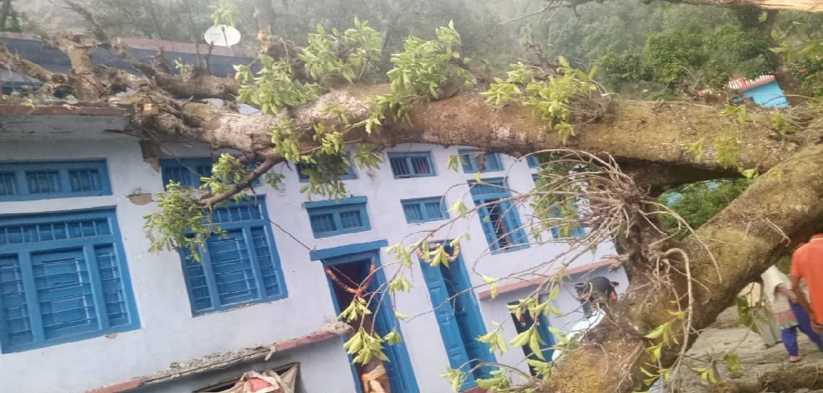 tree fallen on house from heavy wind, two goats dead