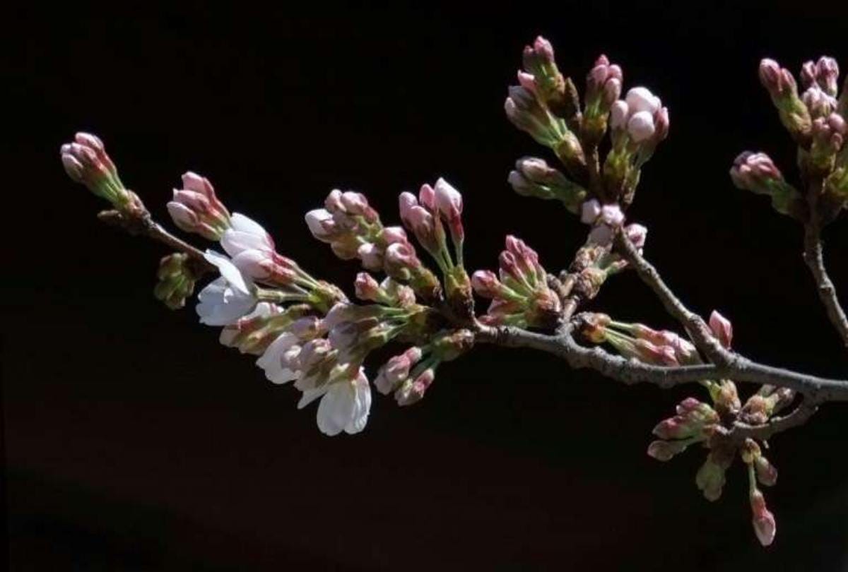 Japan scientist invents wood alcohol