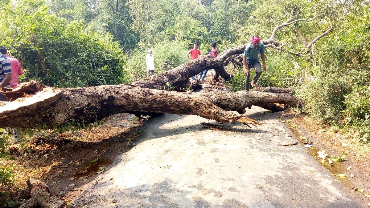 आंधी से गिरे पेड़, टूटे कई पोल