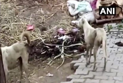 two year old girl died after being attacked by dogs in Modinagar of Ghaziabad