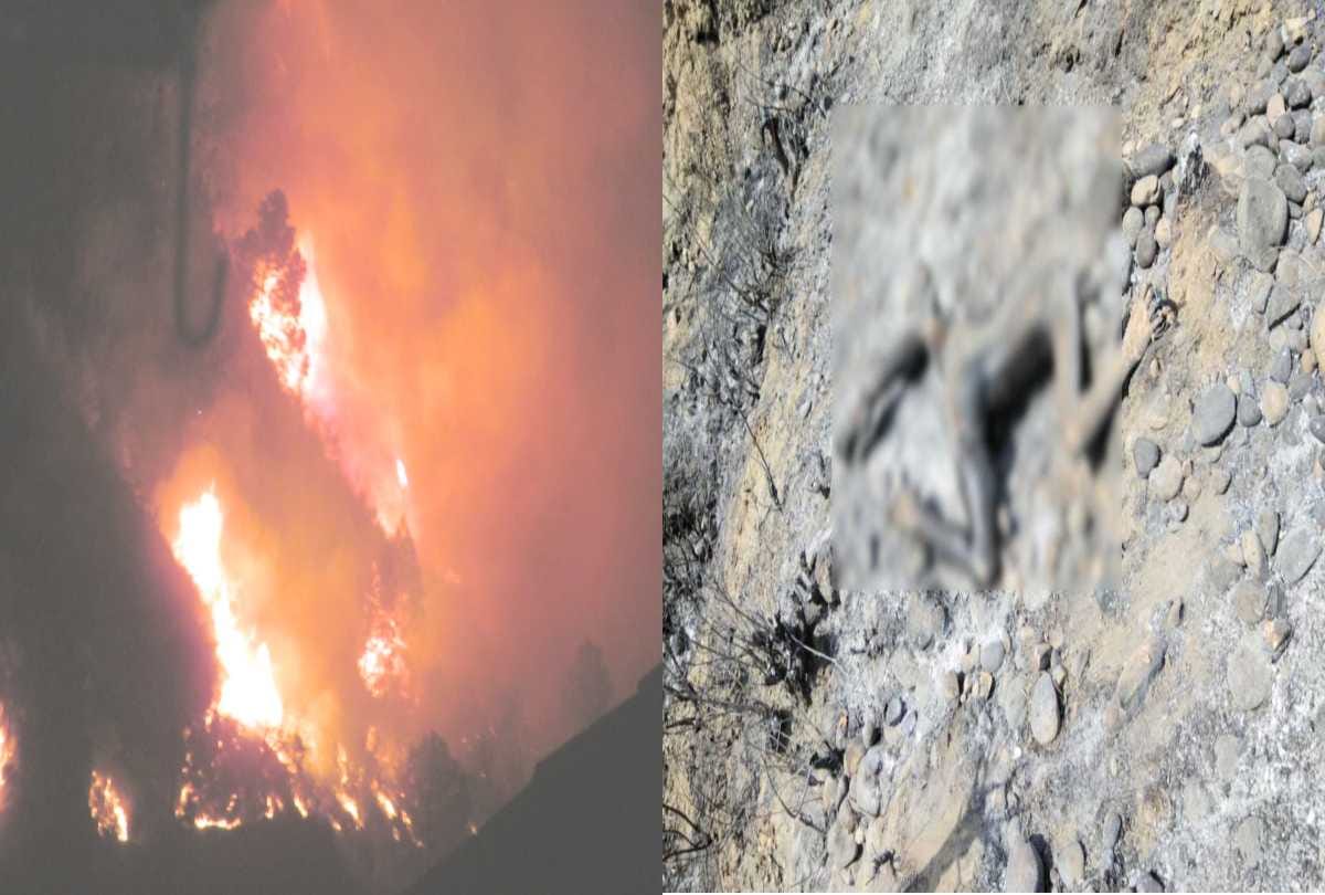 four people burnt to death  including forest deputy ranger in forest fire