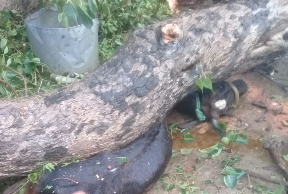 heavy rainfall and storm in uttar pradesh