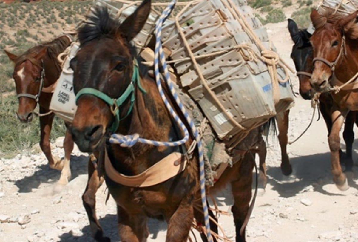 one Devotee died in Chaurasi Kos Yatra by Jerusalem pony in hodal