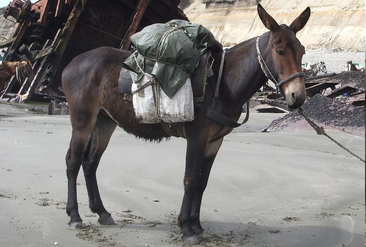 one Devotee died in Chaurasi Kos Yatra by Jerusalem pony in hodal