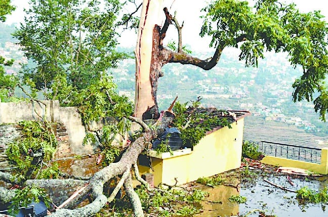 due to lighting a tree tree damages