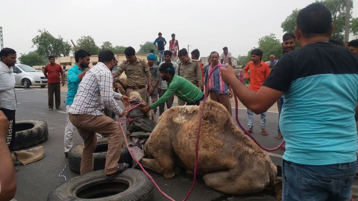 पागल ऊंट ने मचाया उत्पात, मची भगदड़