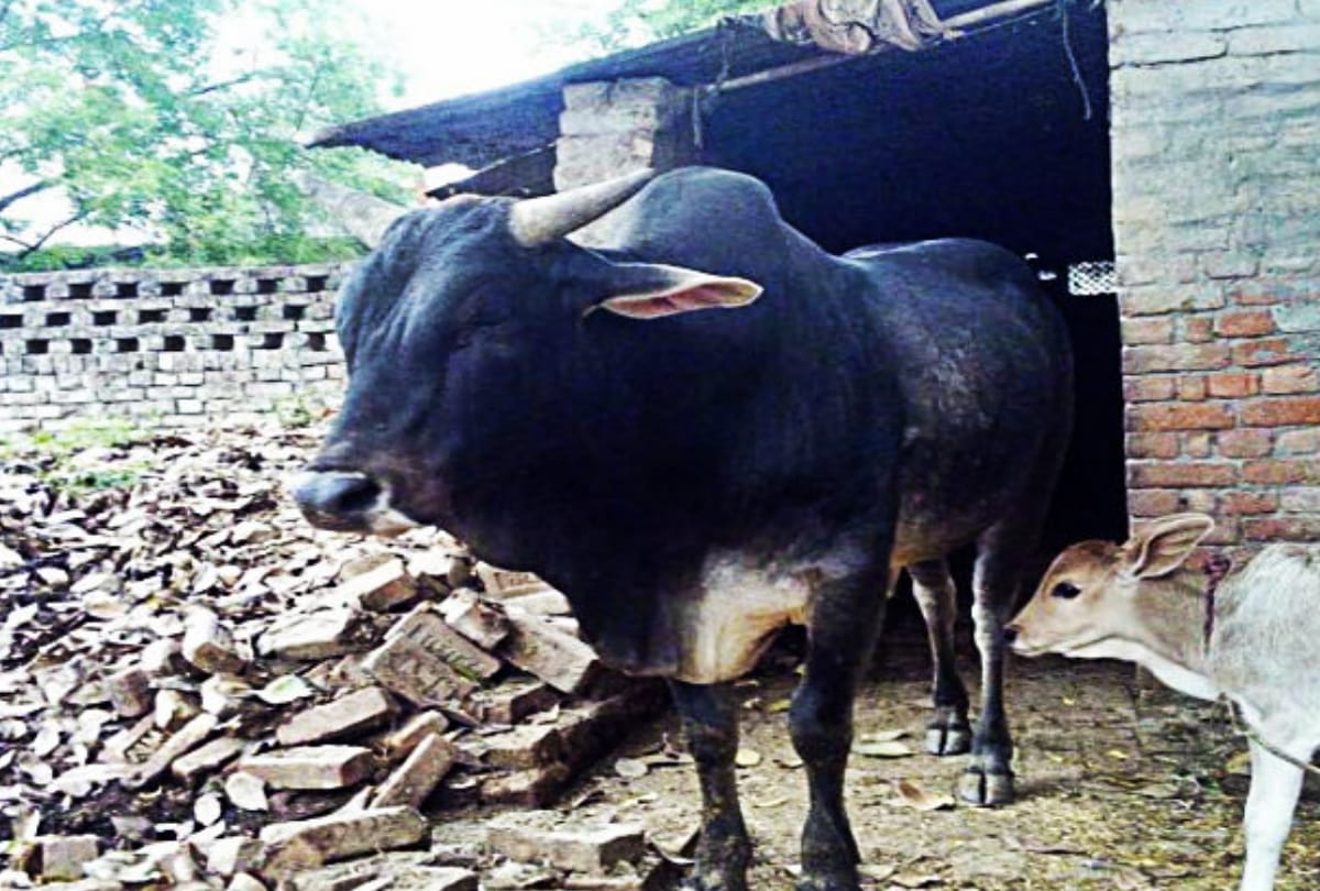 Elderly death due to attack by a bull