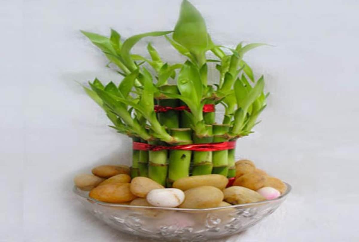 vastu tips to increase concentration on studies keep these 4 plants in study room  according to vastu shastra