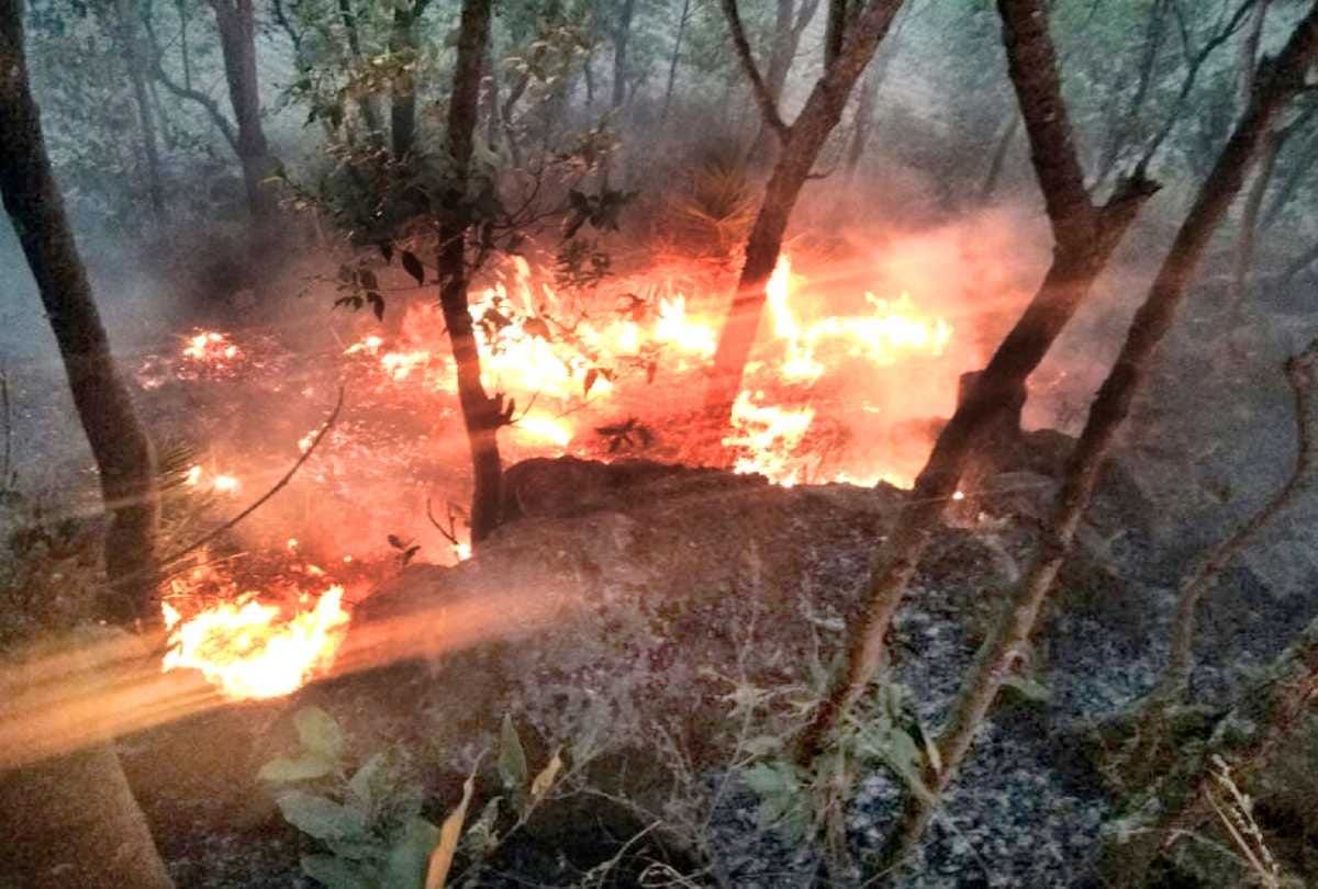 श्रीकोट और चलोड़ी के जंगलों में आग