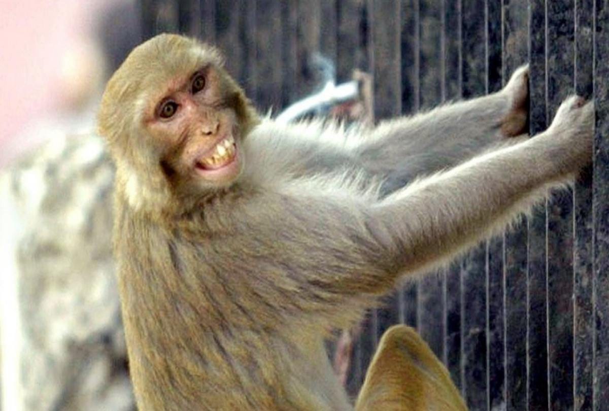 forest department will now catch up the whole herd of monkeys