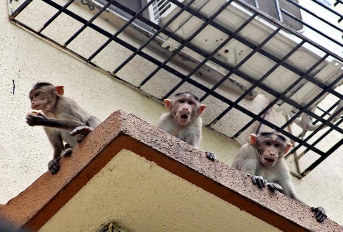 Monkey snatches rupees two lakh cash bag 