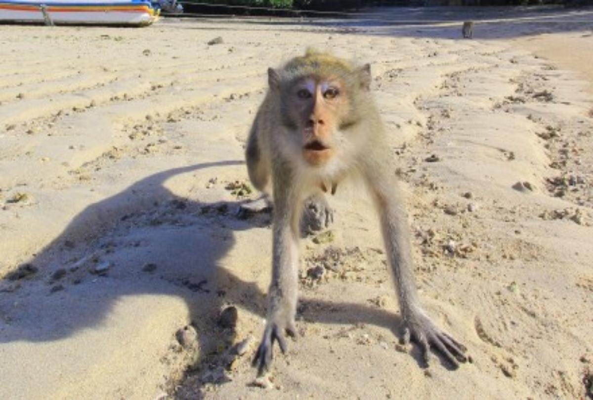 Monkey snatches rupees two lakh cash bag 