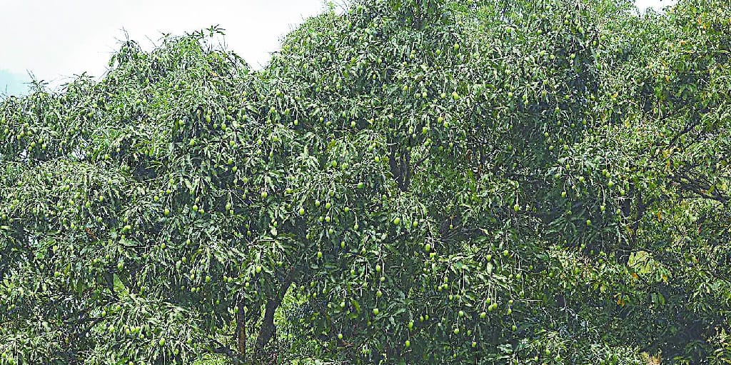 Attack of the Hepar Pest on Mango Crops