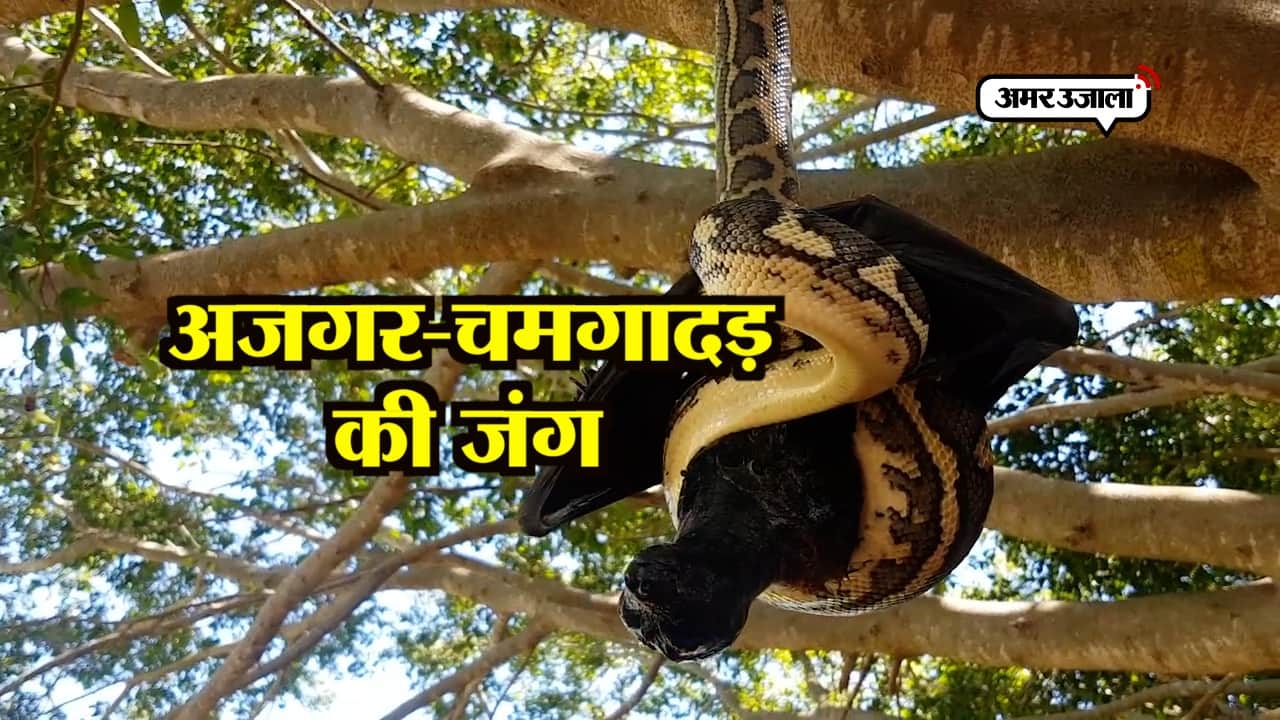 चमगादड़ अजगर