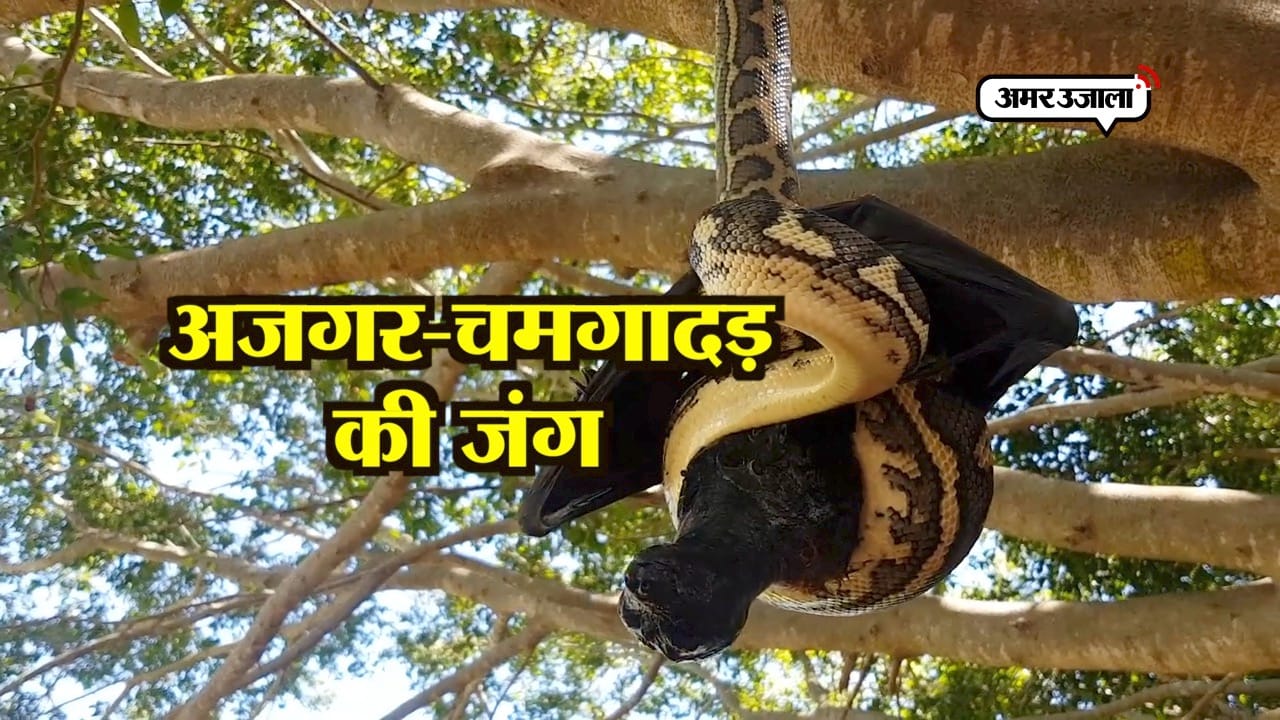 चमगादड़ अजगर