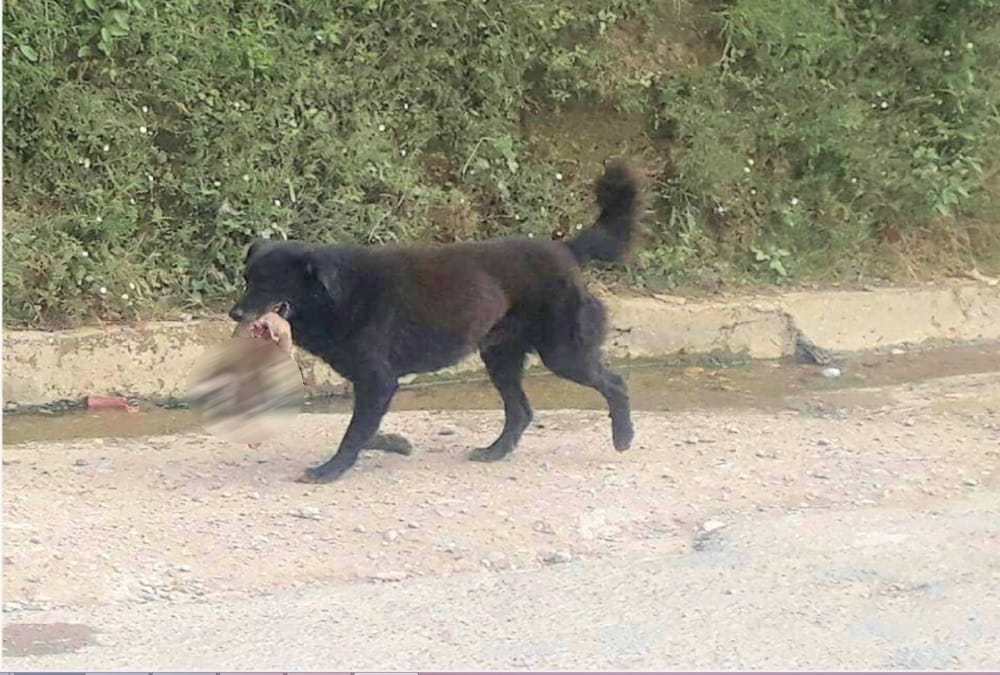 Street Dog ate newborn found in garbage pithoragarh