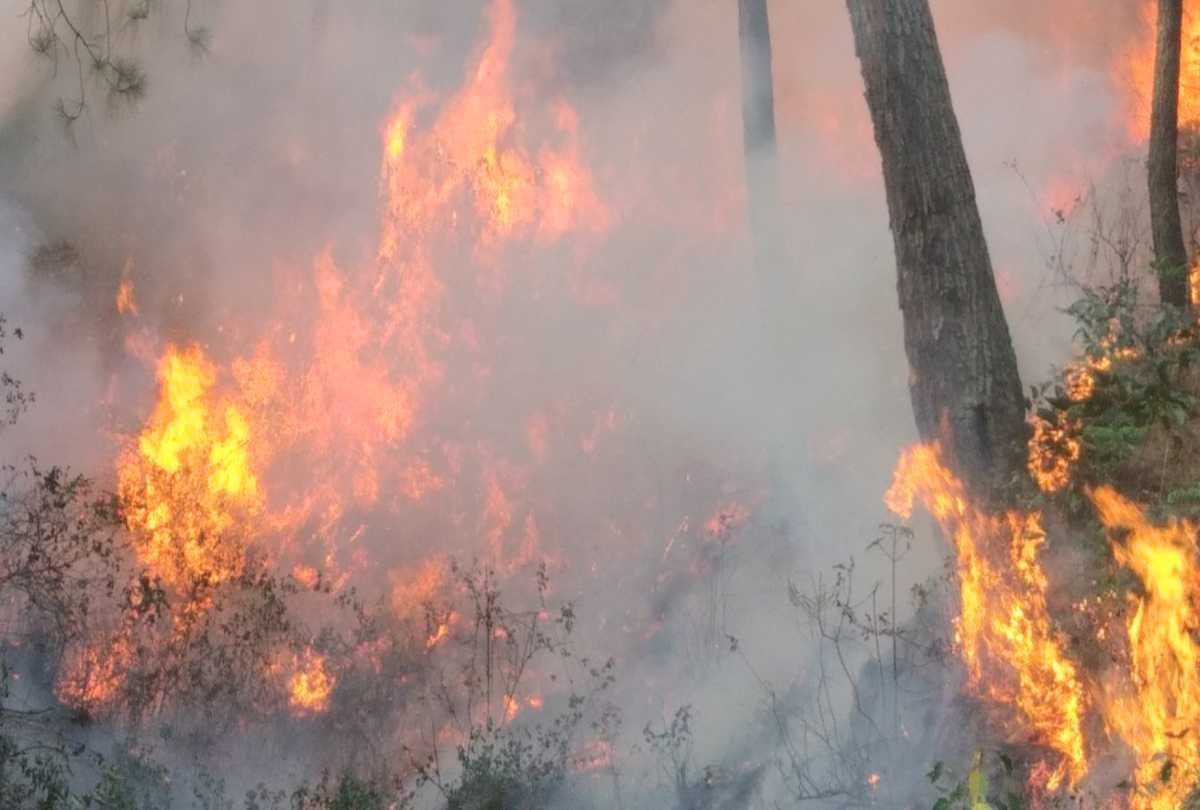 forest fire: Forest Department field staff will not get leave from April 1