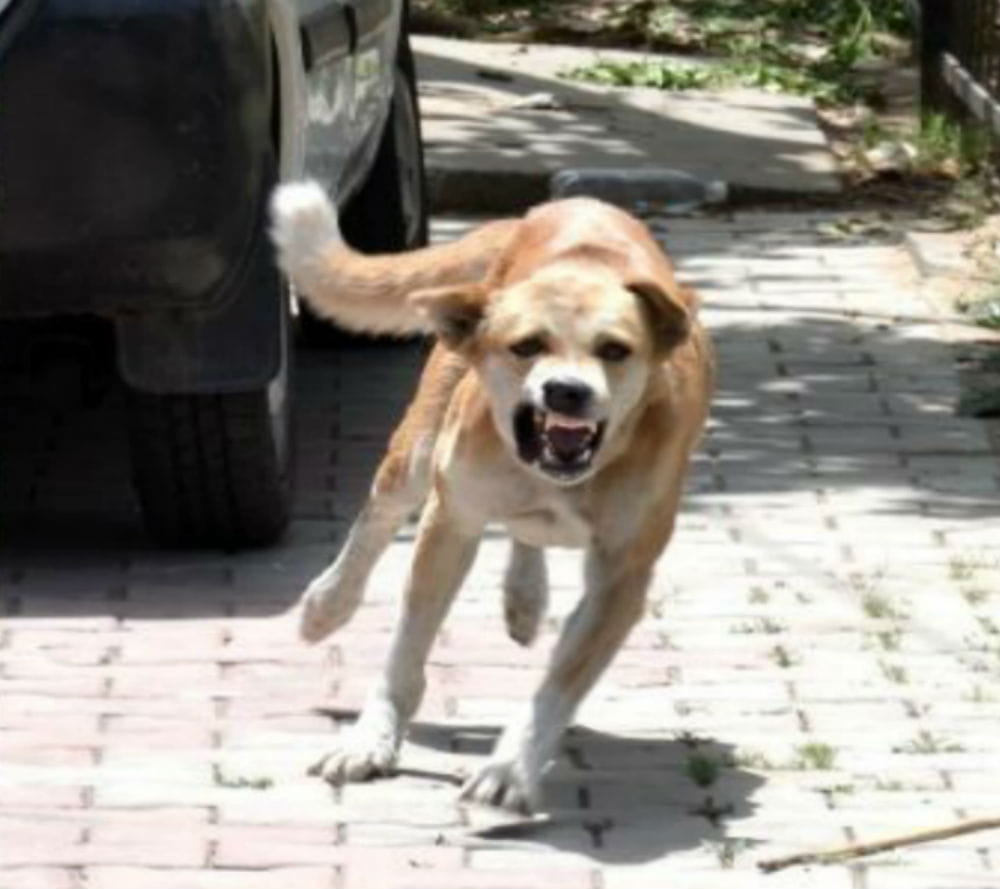 Dog attack on two girl child in faridkot, one dead