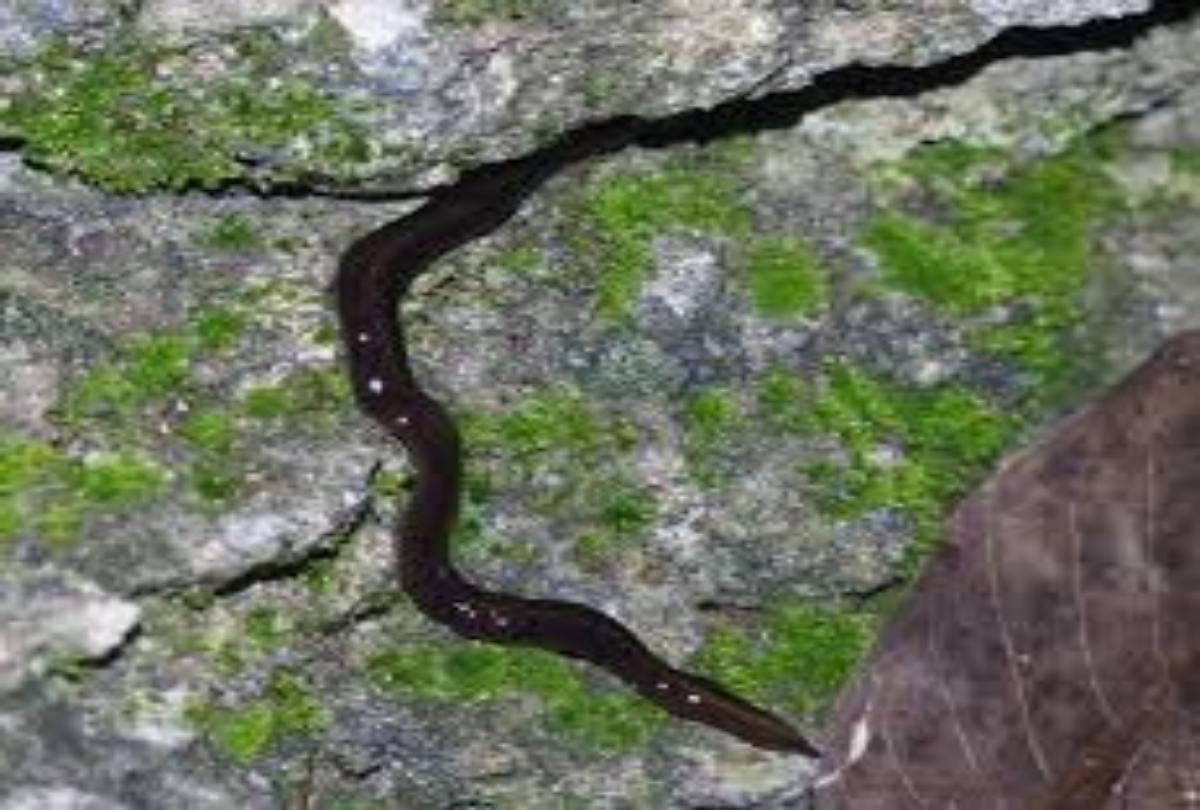 know about the two inch creepy worm New Guinea Flatworm  