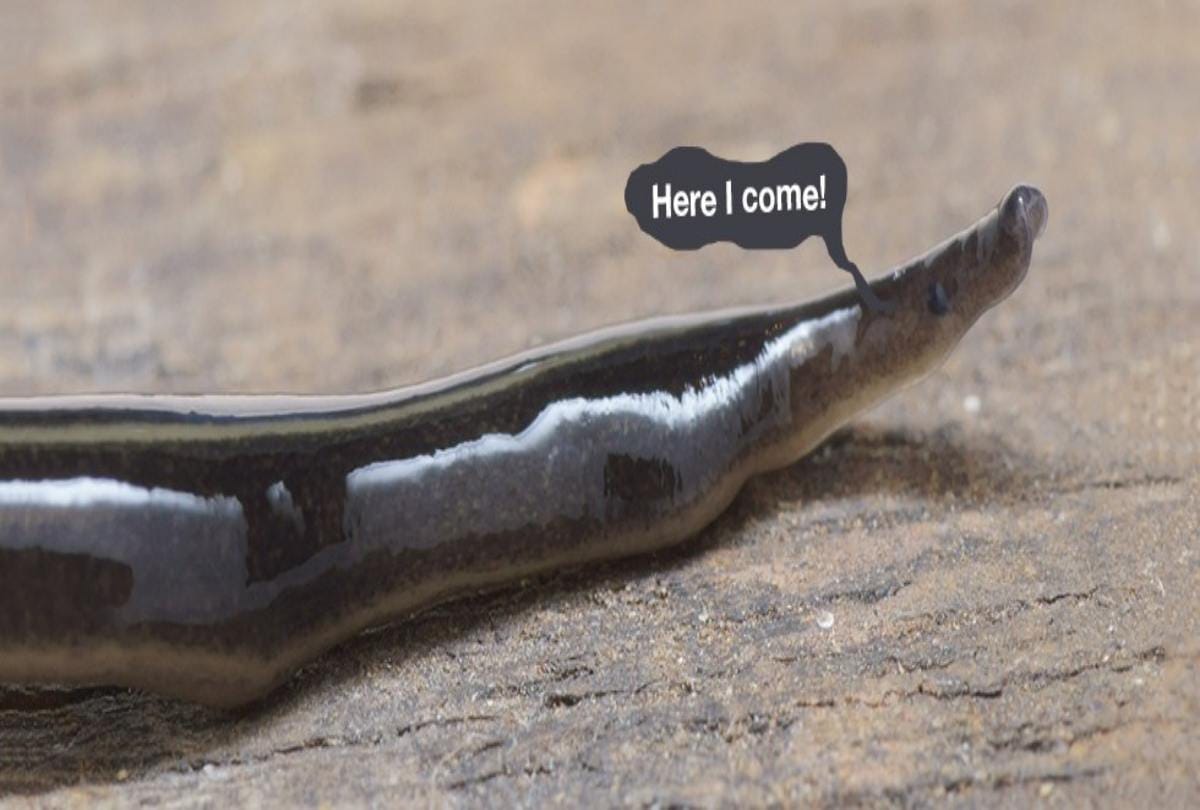 know about the two inch creepy worm New Guinea Flatworm  