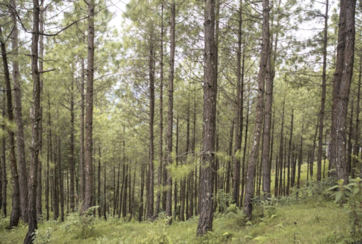 Himachal pradesh wildlife department ban tree felling in vulture area