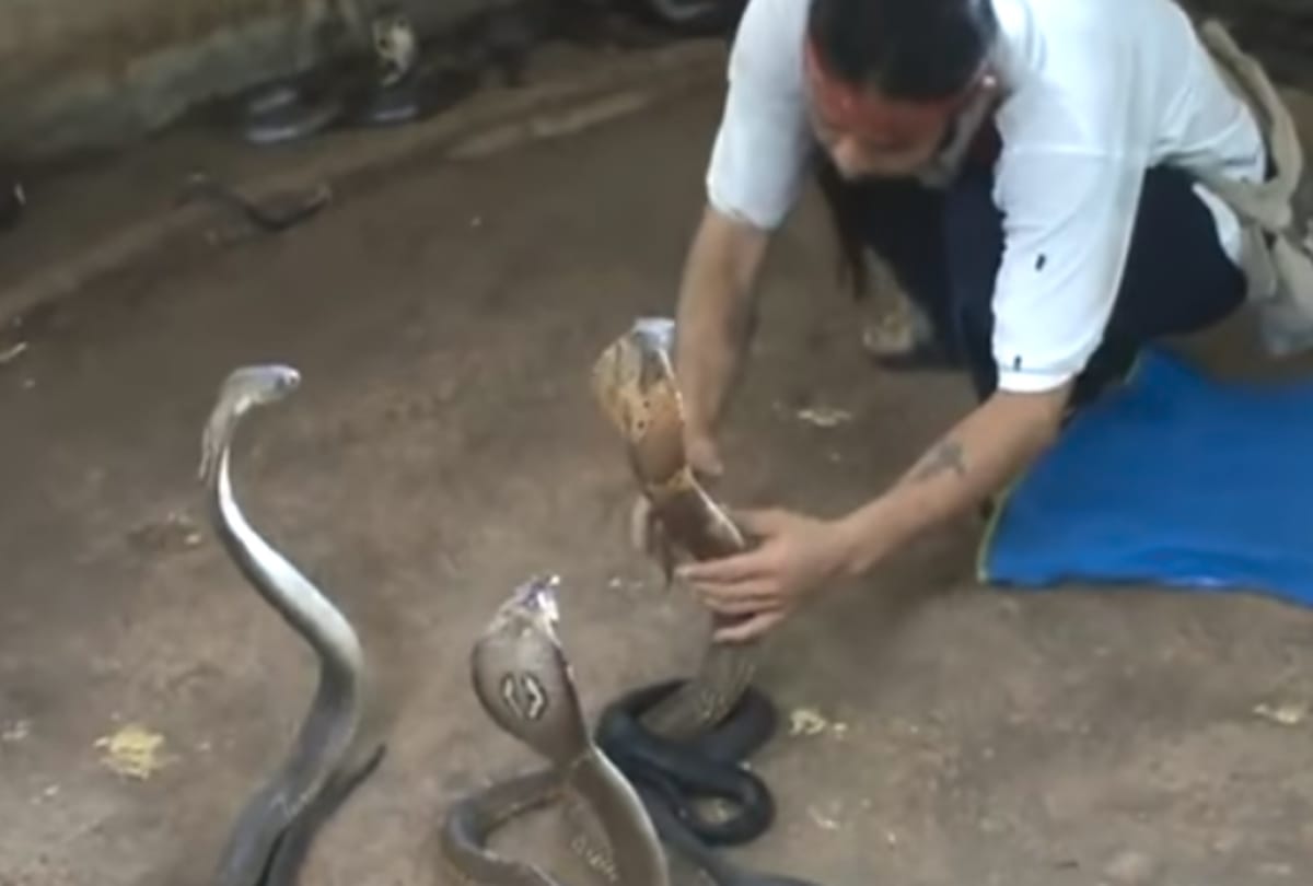 Viral Video Man jump into a well with full of King Cobra
