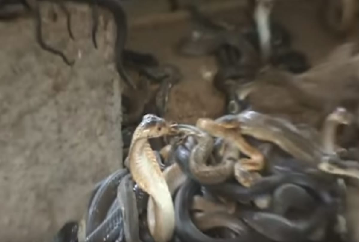 Viral Video Man jump into a well with full of King Cobra