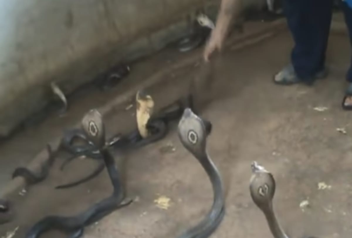 Son of snake bite