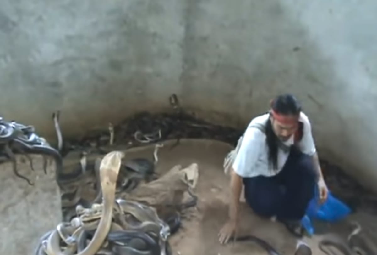Viral Video Man jump into a well with full of King Cobra