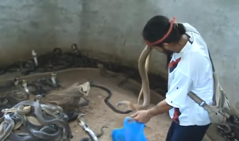 Viral Video Man jump into a well with full of King Cobra