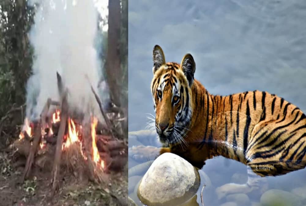 Tiger nawab funeral emotional photos in corbett national park