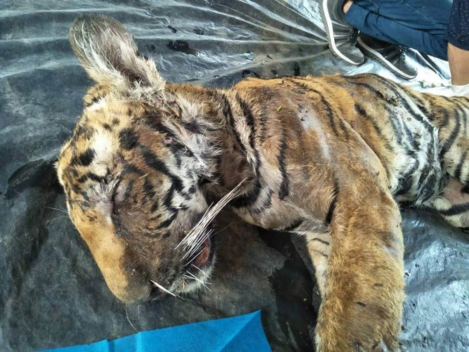 Tiger nawab funeral emotional photos in corbett national park