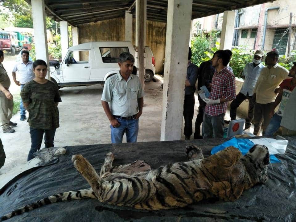 Tiger nawab funeral emotional photos in corbett national park