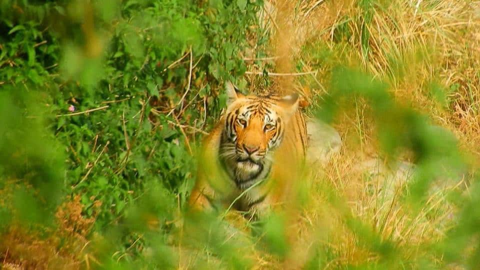 Tiger nawab funeral emotional photos in corbett national park