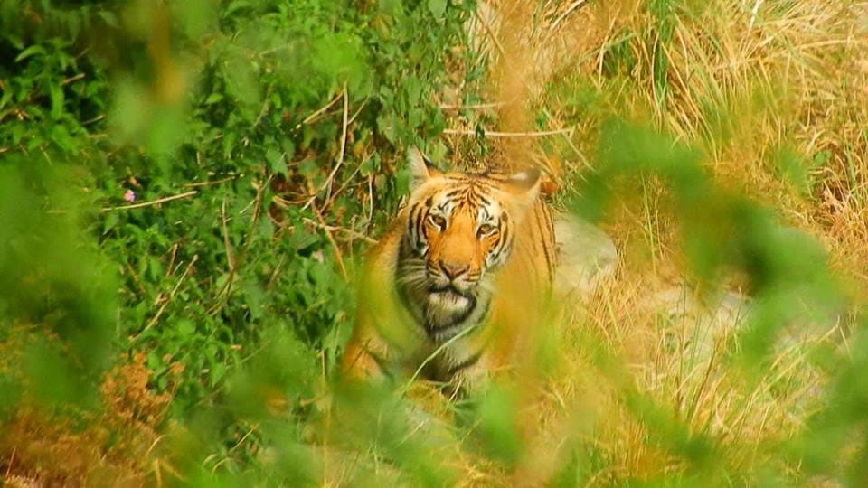 Tiger nawab funeral emotional photos in corbett national park