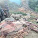 16 sheep and goats killed by tree felling from hurricane