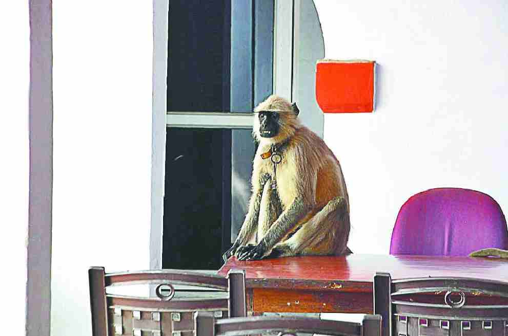 Langoor's rule in Bhopa police station, policeman in awe