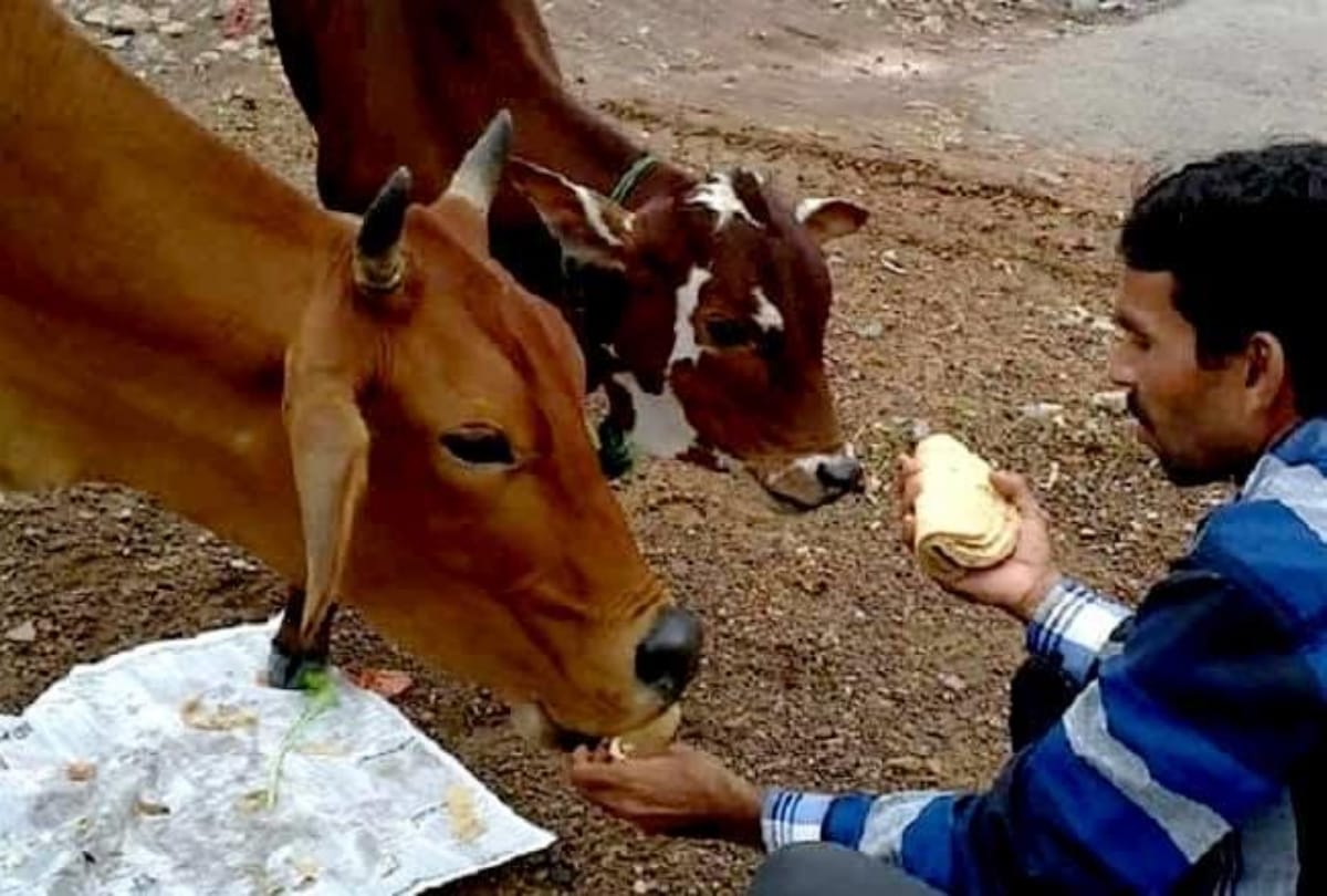 36 cows have died in the last 2 days in a Gaushala in Delhi Chhawla area