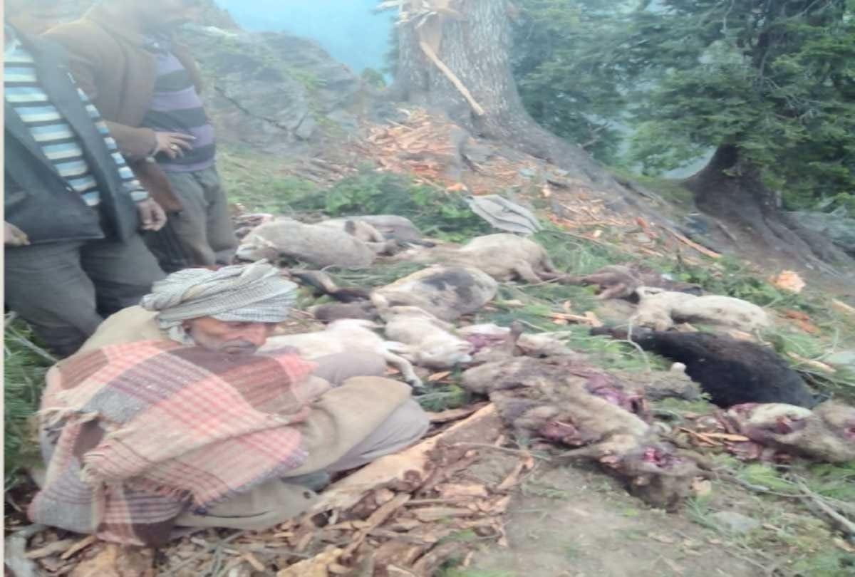 uttarakhand pokhra: 32 goats died due to unknown disease
