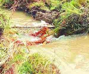 Minor cut, water coming to colony