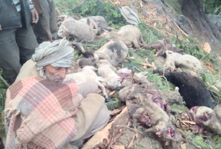 ऑयल के साहू गांव में तूफान से पेड़ गिरा, 16 भेड़ बकरियों की मौत, घर की छत उड़ी