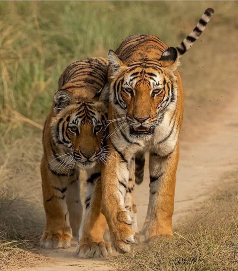 tigress search her dead son 