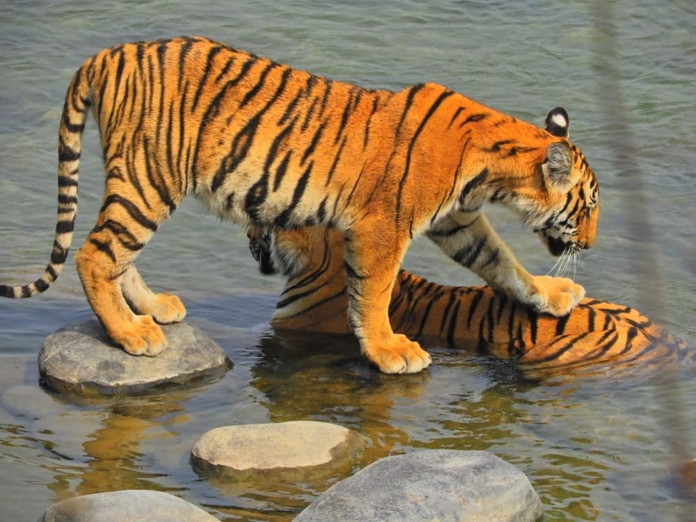 tigress search her dead son 