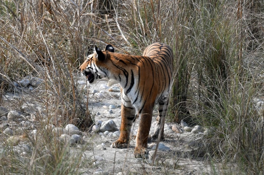 tigress search her dead son 
