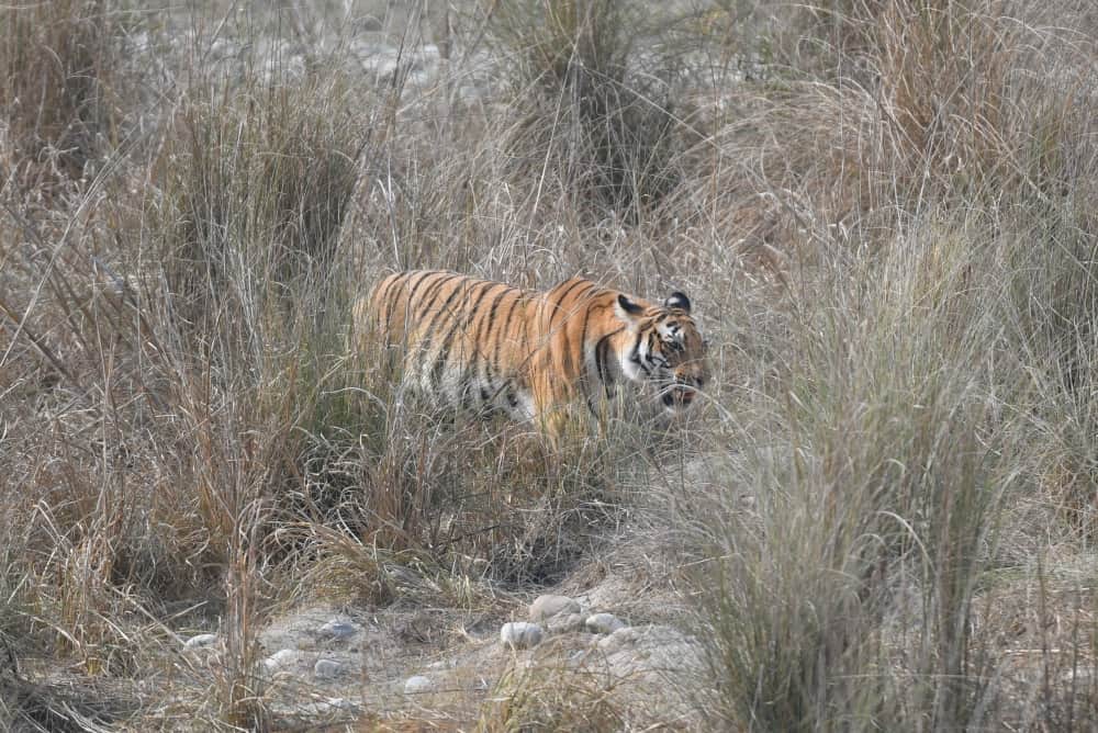 tigress search her dead son 