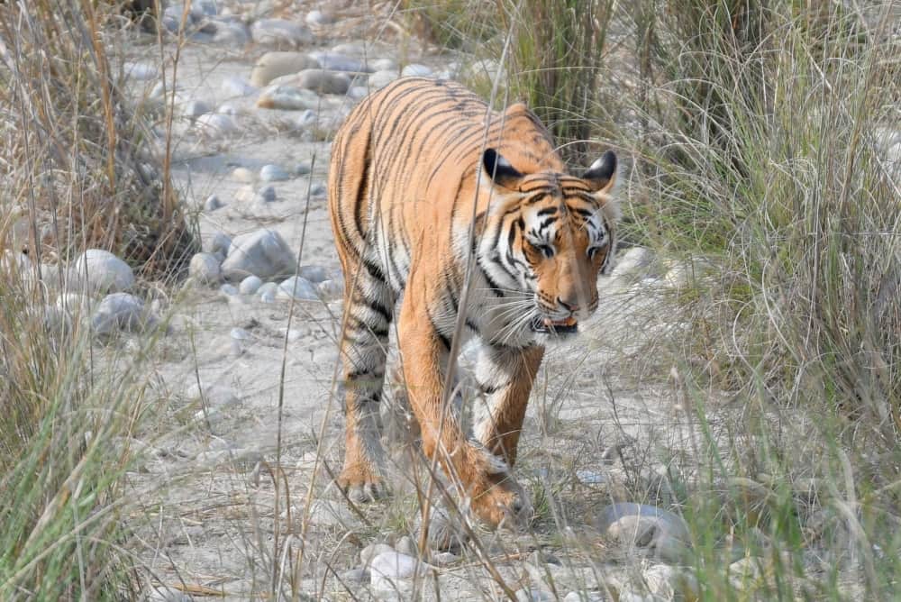 tigress search her dead son 