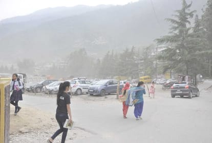 16 sheep and goats killed by tree felling from hurricane