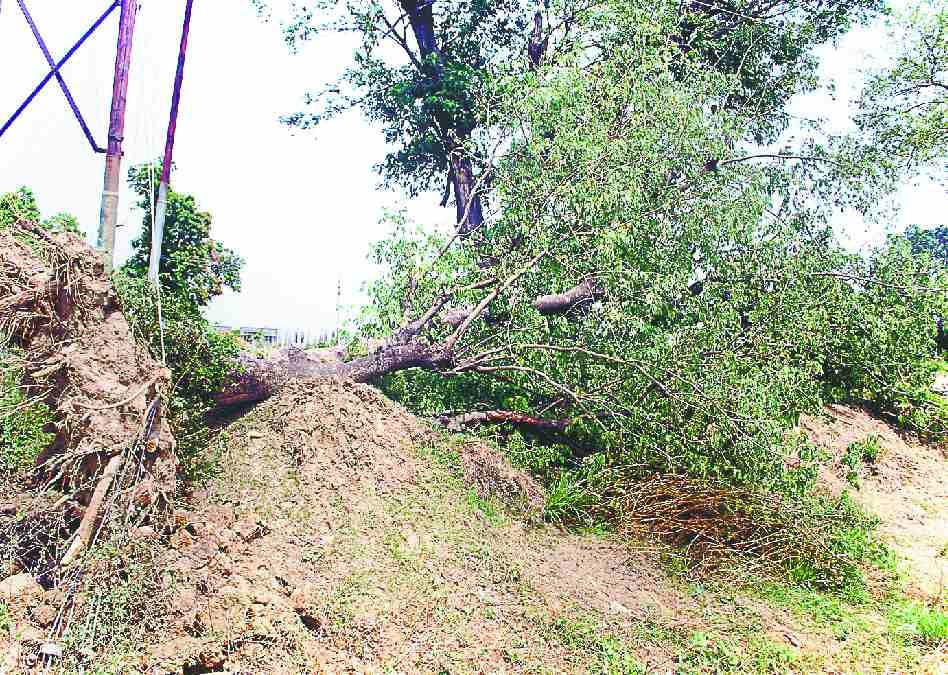 Thunderstorm and rain ravaged the district