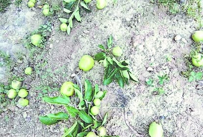 big loss to fruit crop and property due to thunderstorm in himachal